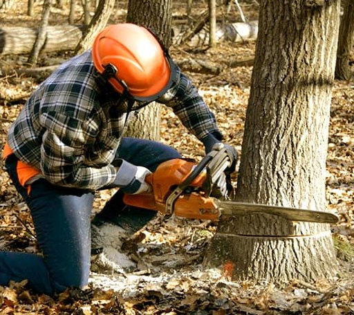 Tree Removal in Findlay, IL